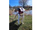 Adopt LuLu a White - with Black American Staffordshire Terrier / Terrier