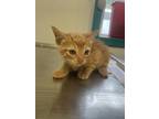 Adopt 23-434C a Orange or Red Domestic Shorthair / Domestic Shorthair / Mixed
