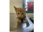 Adopt 23-433C a Orange or Red Domestic Shorthair / Domestic Shorthair / Mixed