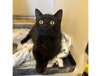 Adopt Seka a All Black Domestic Longhair (long coat) cat in Appomattox
