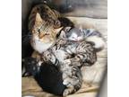 Adopt Morgan le Fey a Tan or Fawn Tabby Domestic Shorthair (short coat) cat in