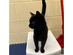 Adopt Beatrice a All Black Domestic Mediumhair (medium coat) cat in Appomattox
