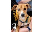 Adopt Sammy a Tan/Yellow/Fawn - with White Dachshund / Mixed dog in Baton Rouge