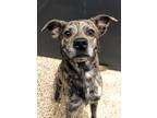 Adopt Butch a Brindle Terrier (Unknown Type, Medium) / Mixed dog in Baton Rouge