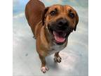 Adopt Brody a Shar Pei / Mixed dog in Corpus Christi, TX (38141292)