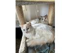 Adopt Whitney/Wilson a White (Mostly) Ragdoll (medium coat) cat in Anderson