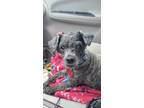 Adopt Tink a Gray/Blue/Silver/Salt & Pepper Miniature Poodle / Mixed dog in