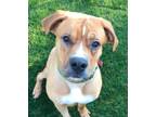 Adopt Alfie a Red/Golden/Orange/Chestnut - with White Boxer / Golden Retriever /