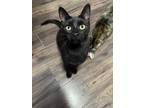 Adopt Zion- CP a All Black Domestic Shorthair (short coat) cat in Toronto