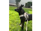 Adopt Lady a Brindle - with White Thai Ridgeback / Mixed dog in Yucaipa