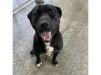 Adopt Reo a Black Labrador Retriever / Mixed dog in Holton, KS (38141725)