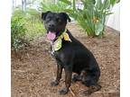 Adopt Rex a Black Rottweiler / Cane Corso / Mixed dog in Torrance, CA (38141944)
