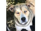 Adopt TRIXIE a Gray/Silver/Salt & Pepper - with White Husky / Shepherd (Unknown