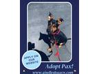 Adopt Pax a Black - with Tan, Yellow or Fawn German Shepherd Dog / Mixed dog in