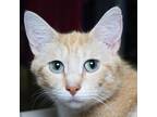 Adopt Peace a Orange or Red Domestic Shorthair / Mixed cat in Evansville