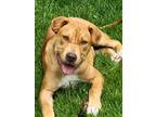 Adopt Linus a Tan/Yellow/Fawn Pit Bull Terrier / Labrador Retriever / Mixed dog