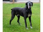 Adopt Bryan a Black - with White Great Dane / Mixed dog in Bethel, OH (38143010)