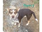 Adopt Nancy a Australian Shepherd, Australian Kelpie