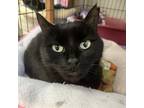Adopt RoRo a All Black Domestic Shorthair / Mixed cat in Easton, PA (38143101)