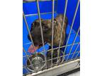 Adopt Eleana a Brindle American Pit Bull Terrier dog in Whiteville