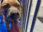 Adopt Fat Man a Brindle American Pit Bull Terrier dog in Whiteville