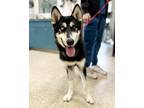 Adopt Ray a Black - with White Siberian Husky / Mixed dog in Winter Springs
