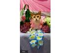 Adopt Thelma a Calico or Dilute Calico Domestic Shorthair (short coat) cat in