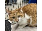 Adopt Skeeter a Orange or Red Domestic Shorthair / Mixed cat in Blasdell