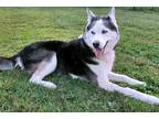 Adopt Titan a Black - with White Siberian Husky / Mixed dog in Winter Springs