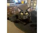 Adopt Maze a All Black Domestic Shorthair (short coat) cat in El Dorado Hills