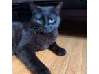 Adopt Heather a All Black Domestic Shorthair / Mixed cat in Rochester