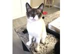 Adopt Katana a Cream or Ivory (Mostly) Snowshoe (short coat) cat in Mission