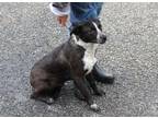 Adopt Thistle a Brown/Chocolate - with White Karelian Bear Dog / Mixed dog in