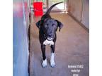Adopt Brahms a Black Labrador Retriever / Mixed dog in Edinburg, TX (38145465)