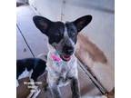 Adopt Mrs. Pepper a Black Blue Heeler / Mixed dog in Edinburg, TX (38145472)