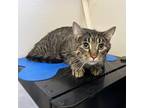 Adopt Wylie a Gray or Blue Domestic Shorthair / Mixed cat in Rifle