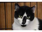 Adopt Gabe a Black & White or Tuxedo Domestic Shorthair (short coat) cat in