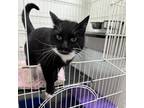Adopt Cinder a All Black Domestic Shorthair / Mixed cat in Priest River