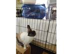 Adopt Victorine a White Harlequin / Mixed rabbit in Holiday, FL (38146177)