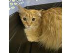 Adopt Willy a Orange or Red Domestic Longhair / Mixed cat in Spanish Fork
