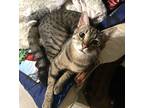 Adopt Aiko a Brown Tabby Domestic Shorthair (short coat) cat in Mission Viejo