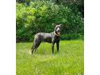 Adopt BONNIE a Brindle Plott Hound / Terrier (Unknown Type