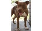 Adopt Betty a Brown/Chocolate - with White Pit Bull Terrier / Mixed dog in