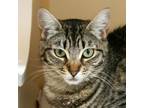 Adopt Morgan a Gray or Blue Domestic Mediumhair / Mixed cat in Morgan Hill