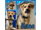 Adopt Kane a Tricolor (Tan/Brown & Black & White) Shepherd (Unknown Type) /