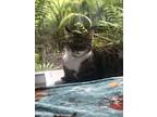 Adopt Julia a Brown Tabby Domestic Shorthair (short coat) cat in Orlando
