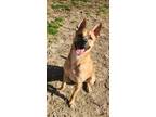 Adopt Frito Lamar a Tan/Yellow/Fawn - with Black Black Mouth Cur / Black Mouth