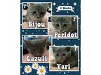 Adopt Lazuli a Gray or Blue Domestic Shorthair (short coat) cat in Asheville