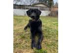 Adopt Skye a Black Labrador Retriever / Mixed dog in Kitchener, ON (38148540)