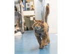 Adopt Barton a Gray or Blue Domestic Longhair / Domestic Shorthair / Mixed cat